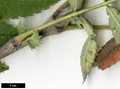 SpeciesSub: subsp. pohuashanensis